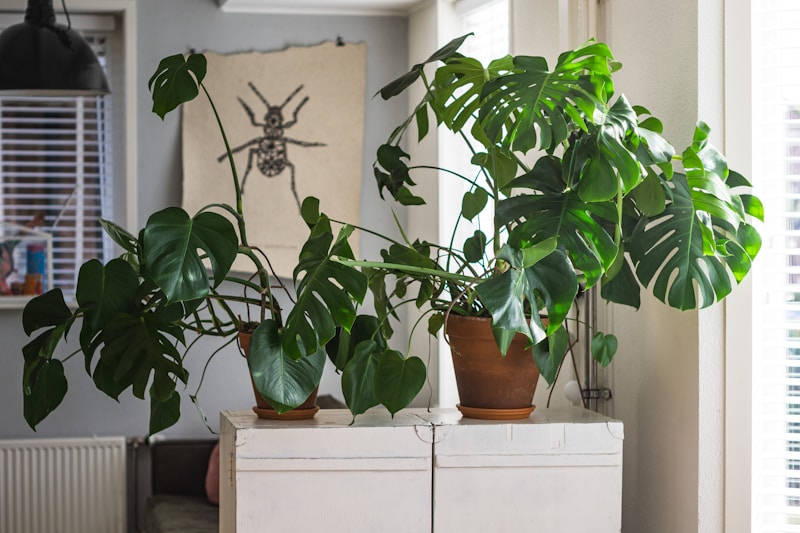 Plantas monstera de interior en macetas de terracota